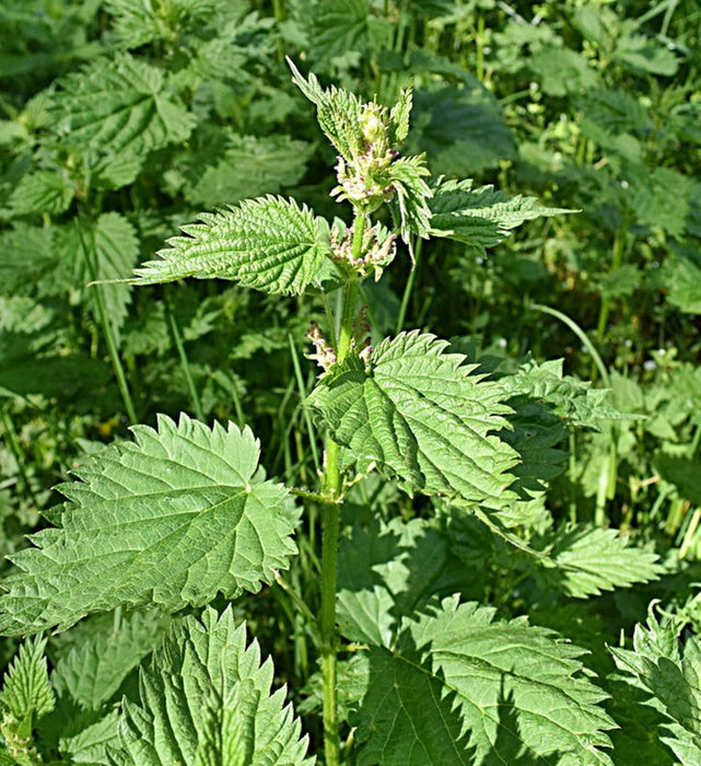 Stinging Nettle, Culinary & Medicinal Herbs, -- BoxGardenSeedsLLC -Abundant Stock SALE - Seeds