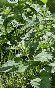 Stinging Nettle, Culinary & Medicinal Herbs - BoxGardenSeedsLLC - Culinary/Medicinal Herbs - Seeds - USA Seller, Thank you for shopping here today, Naturally Grown GMO Free Seeds, Heirloom Open Pollinated Seeds, Fresh Top Quality Premium Seeds