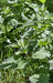 - BoxGardenSeedsLLC - Stinging Nettle, Culinary & Medicinal Herbs - - Seeds