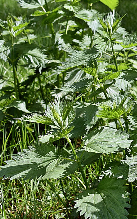 Stinging Nettle, Culinary & Medicinal Herbs, -- BoxGardenSeedsLLC -Abundant Stock SALE - Seeds