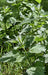 Stinging Nettle, Culinary & Medicinal Herbs, -- BoxGardenSeedsLLC -Abundant Stock SALE - Seeds