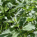 Stinging Nettle, Culinary & Medicinal Herbs, - BoxGardenSeedsLLC -Abundant Stock SALE - Seeds