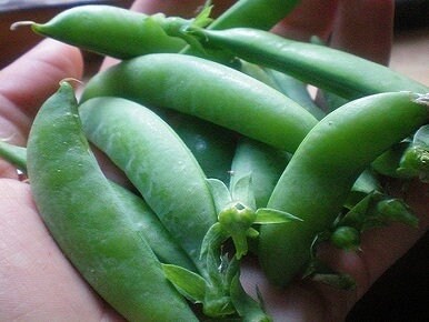 Sugar Snap, Peas - BoxGardenSeedsLLC - Peas - Seeds - USA Seller, Thank you for shopping here today, Naturally Grown GMO Free Seeds, Heirloom Open Pollinated Seeds, Fresh Top Quality Premium Seeds