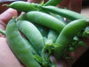 Sugar Snap, Peas, -- BoxGardenSeedsLLC -Peas - Seeds