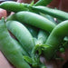 Sugar Ann, Snap Peas, - BoxGardenSeedsLLC -Abundant Stock SALE - Seeds