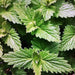 Catnip, Herb, - BoxGardenSeedsLLC -Culinary/Medicinal Herbs - Seeds