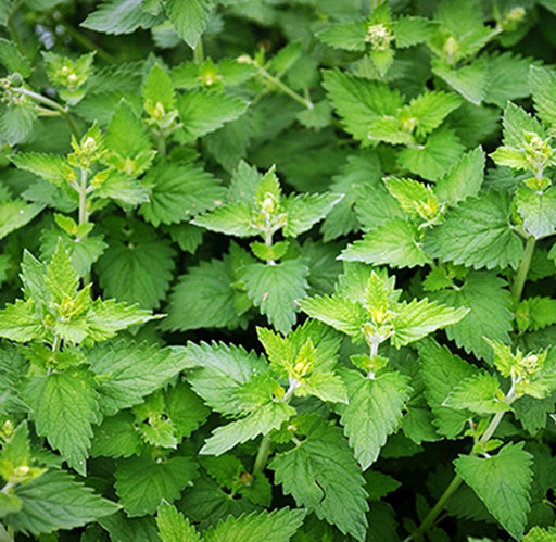 Catnip, Herb, - BoxGardenSeedsLLC -Culinary/Medicinal Herbs - Seeds