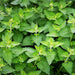 Catnip, Herb, - BoxGardenSeedsLLC -Culinary/Medicinal Herbs - Seeds