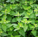 - BoxGardenSeedsLLC - Catnip, Herb, - Culinary/Medicinal Herbs - Seeds