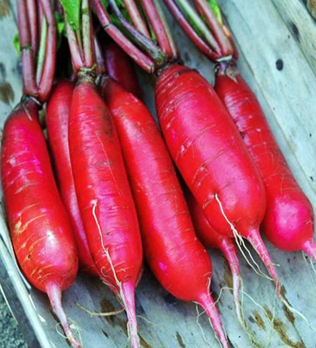 China Rose, Radish, -- BoxGardenSeedsLLC -Radishes - Seeds