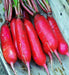 China Rose, Radish, -- BoxGardenSeedsLLC -Radishes - Seeds