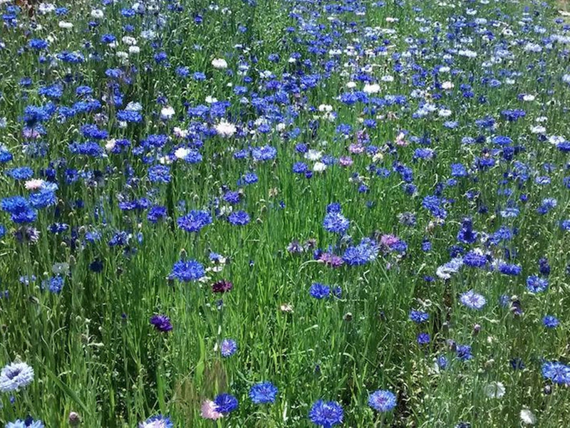 Multicolor, Cornflower Mix - BoxGardenSeedsLLC - Culinary/Medicinal Herbs - Seeds - USA Seller, Thank you for shopping here today, Naturally Grown GMO Free Seeds, Heirloom Open Pollinated Seeds, Fresh Top Quality Premium Seeds