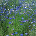 Cornflower, Mix, -- BoxGardenSeedsLLC -Culinary/Medicinal Herbs - Seeds