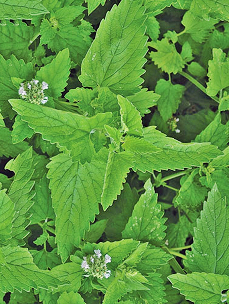Catnip, Herb - BoxGardenSeedsLLC - Culinary/Medicinal Herbs - Seeds - USA Seller, Thank you for shopping here today, Naturally Grown GMO Free Seeds, Heirloom Open Pollinated Seeds, Fresh Top Quality Premium Seeds