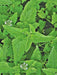 - BoxGardenSeedsLLC - Catnip, Herb, - Culinary/Medicinal Herbs - Seeds