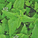 Catnip, Herb, - BoxGardenSeedsLLC -Culinary/Medicinal Herbs - Seeds