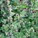 Catnip, Herb, - BoxGardenSeedsLLC -Culinary/Medicinal Herbs - Seeds