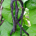 Purple Podded, Pole Beans -- BoxGardenSeedsLLC -Beans / Dry Beans - Seeds