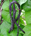 Purple Podded, Pole Beans -- BoxGardenSeedsLLC -Beans / Dry Beans - Seeds