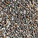 Chia, Culinary & Medicinal Herbs, - BoxGardenSeedsLLC -Culinary/Medicinal Herbs - Seeds