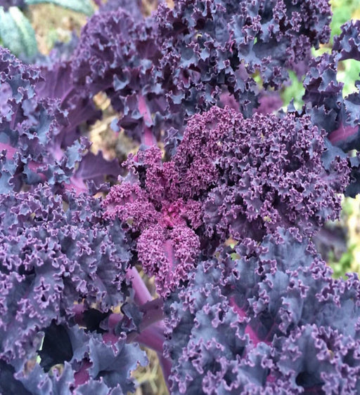 - BoxGardenSeedsLLC - Scarlet Kale - Cabbage, Kale - Seeds