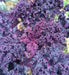 - BoxGardenSeedsLLC - Scarlet Kale - Cabbage, Kale - Seeds
