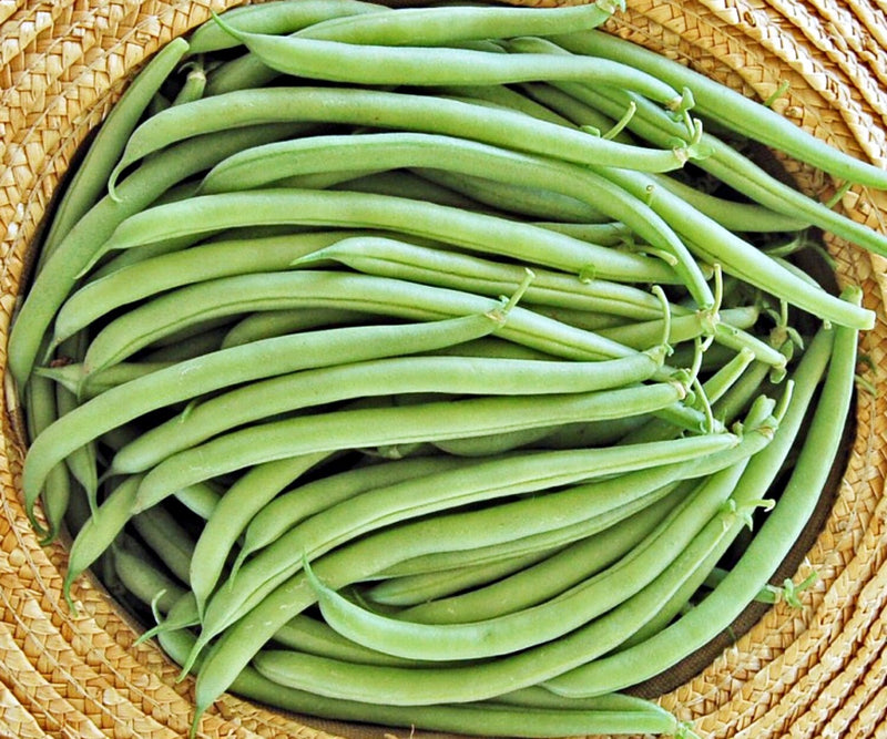 Provider, Bush Beans - BoxGardenSeedsLLC - Beans / Dry Beans - Seeds - USA Seller, Thank you for shopping here today, Naturally Grown GMO Free Seeds, Heirloom Open Pollinated Seeds, Fresh Top Quality Premium Seeds