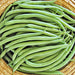 Provider, Bush Beans, - BoxGardenSeedsLLC -Beans / Dry Beans - Seeds