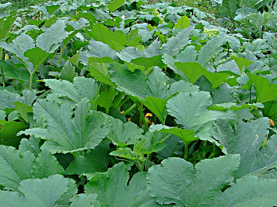 White Queen, Pumpkin, - BoxGardenSeedsLLC -Squash,Pumpkins - Seeds