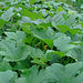 White Queen, Pumpkin, - BoxGardenSeedsLLC -Squash,Pumpkins - Seeds