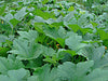 Big Max, Pumpkin, -- BoxGardenSeedsLLC -Squash,Pumpkins - Seeds