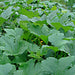 Mammoth Gold, Pumpkin, - BoxGardenSeedsLLC -Squash,Pumpkins - Seeds