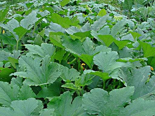 Mammoth Gold, Pumpkin - BoxGardenSeedsLLC -Squash,Pumpkins - Seeds