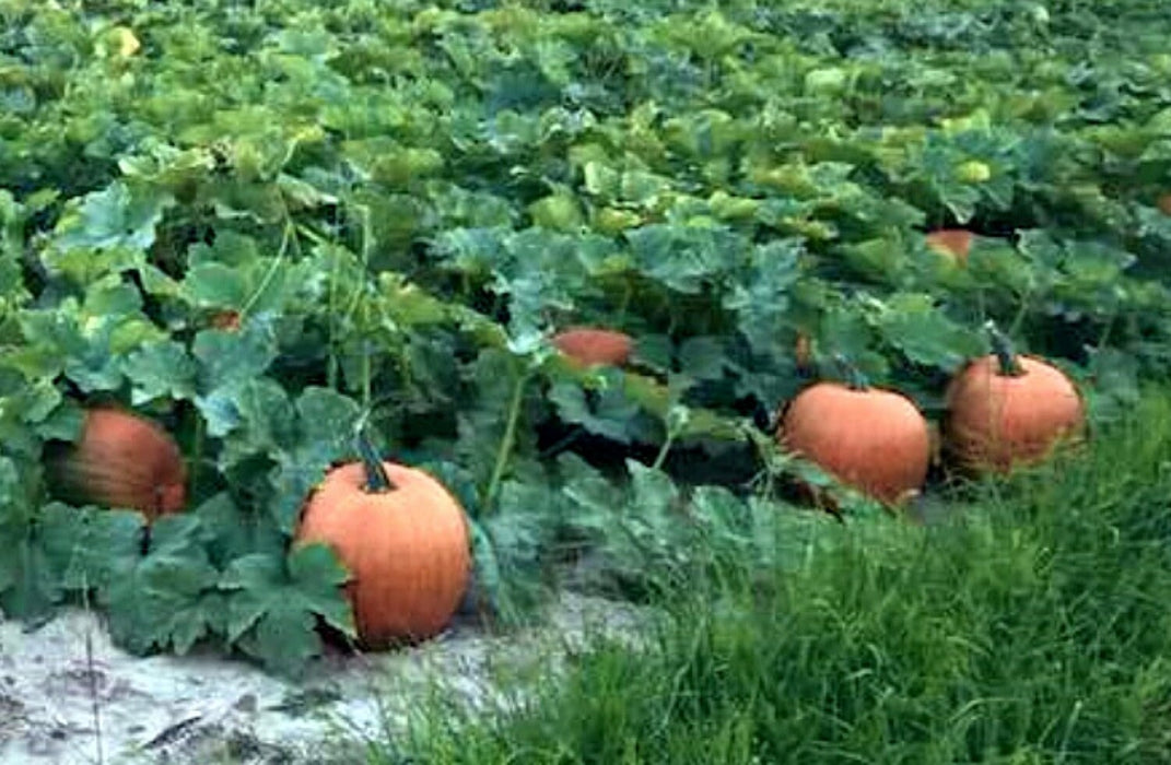 Mammoth Gold, Pumpkin, - BoxGardenSeedsLLC -Squash,Pumpkins - Seeds