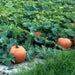 Mammoth Gold, Pumpkin, - BoxGardenSeedsLLC -Squash,Pumpkins - Seeds