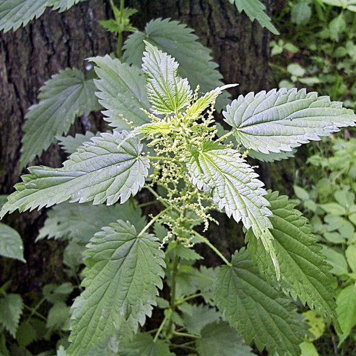 Stinging Nettle, Culinary & Medicinal Herbs, - BoxGardenSeedsLLC -Abundant Stock SALE - Seeds