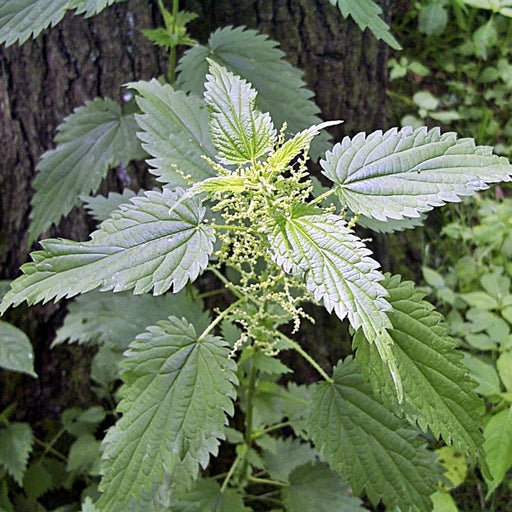 Stinging Nettle, Culinary & Medicinal Herbs, -- BoxGardenSeedsLLC -Abundant Stock SALE - Seeds