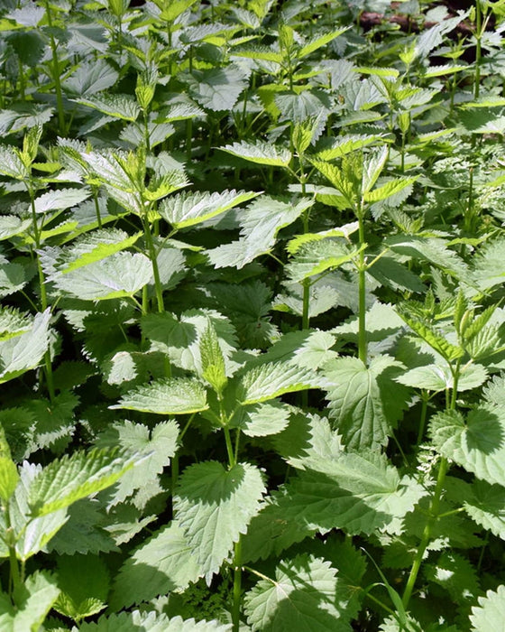 Stinging Nettle, Culinary & Medicinal Herbs, -- BoxGardenSeedsLLC -Abundant Stock SALE - Seeds