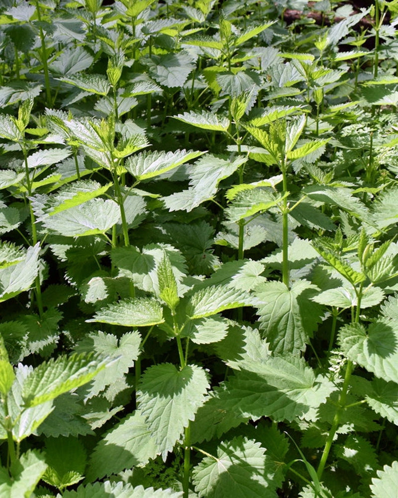 Stinging Nettle, Culinary & Medicinal Herbs - BoxGardenSeedsLLC - Culinary/Medicinal Herbs - Seeds - USA Seller, Thank you for shopping here today, Naturally Grown GMO Free Seeds, Heirloom Open Pollinated Seeds, Fresh Top Quality Premium Seeds