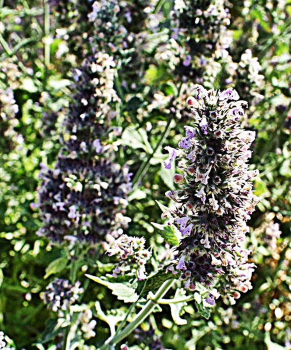 Catnip, Herb, - BoxGardenSeedsLLC -Culinary/Medicinal Herbs - Seeds