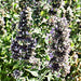 Catnip, Herb, - BoxGardenSeedsLLC -Culinary/Medicinal Herbs - Seeds