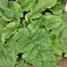 Chiko, Burdock (Gobo), - BoxGardenSeedsLLC -Culinary/Medicinal Herbs - Seeds