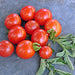 Mexico Midget, Tomato, - BoxGardenSeedsLLC -Tomatoes,Tomatillos - Seeds