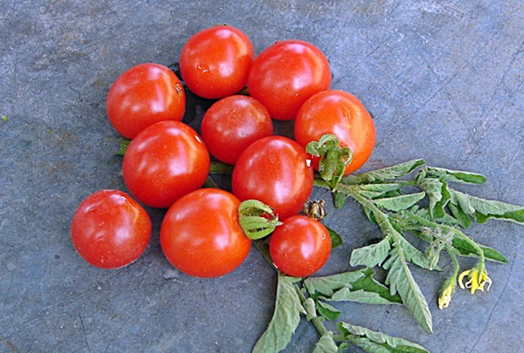 Mexico Midget, Tomato, -- BoxGardenSeedsLLC -Tomatoes,Tomatillos - Seeds