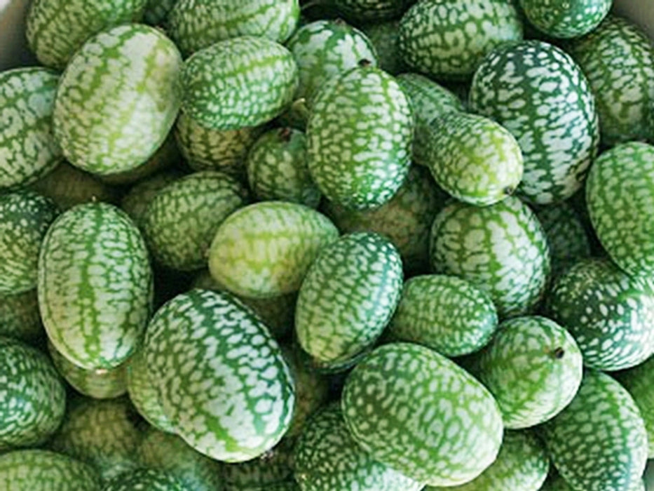 Cucamelon, Mexican Sour Gherkin, - BoxGardenSeedsLLC -Melons, Cantaloupe - Seeds