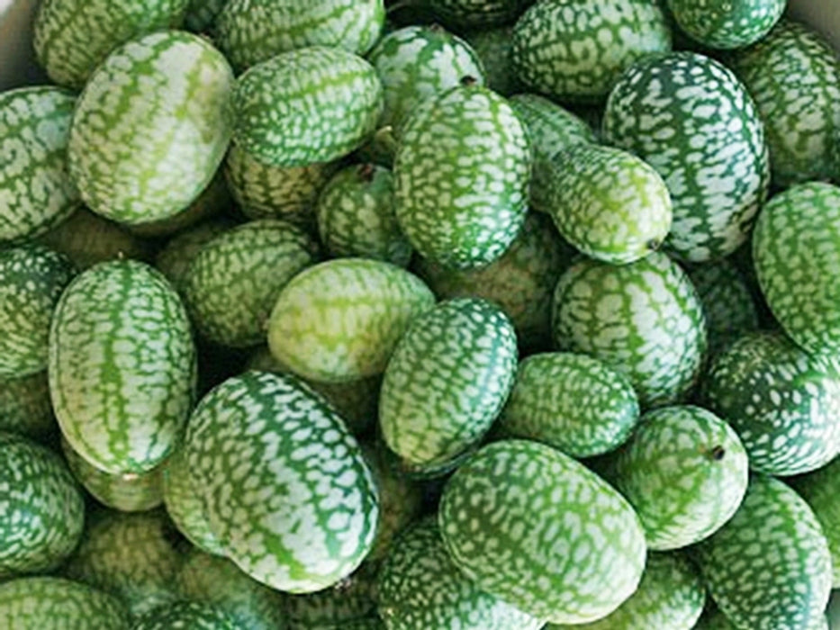 - BoxGardenSeedsLLC - Mouse Melon, Mexican Sour Gherkin, - Melons, Cantaloupe - Seeds