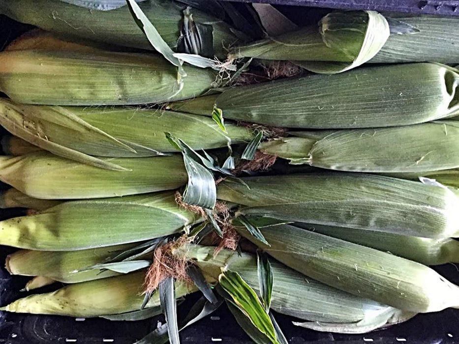 Golden Bantam, Sweet Corn, - BoxGardenSeedsLLC -Abundant Stock SALE - Seeds