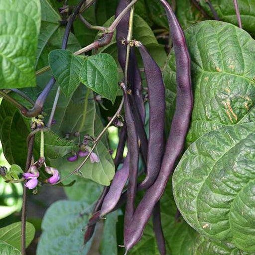 Purple Podded, Pole Beans - BoxGardenSeedsLLC -Beans / Dry Beans - Seeds