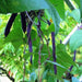 Purple Podded, Pole Beans - BoxGardenSeedsLLC -Beans / Dry Beans - Seeds