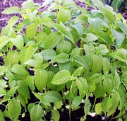 Chia, Culinary & Medicinal Herbs - BoxGardenSeedsLLC - Culinary/Medicinal Herbs - Seeds - USA Seller, Thank you for shopping here today, Naturally Grown GMO Free Seeds, Heirloom Open Pollinated Seeds, Fresh Top Quality Premium Seeds